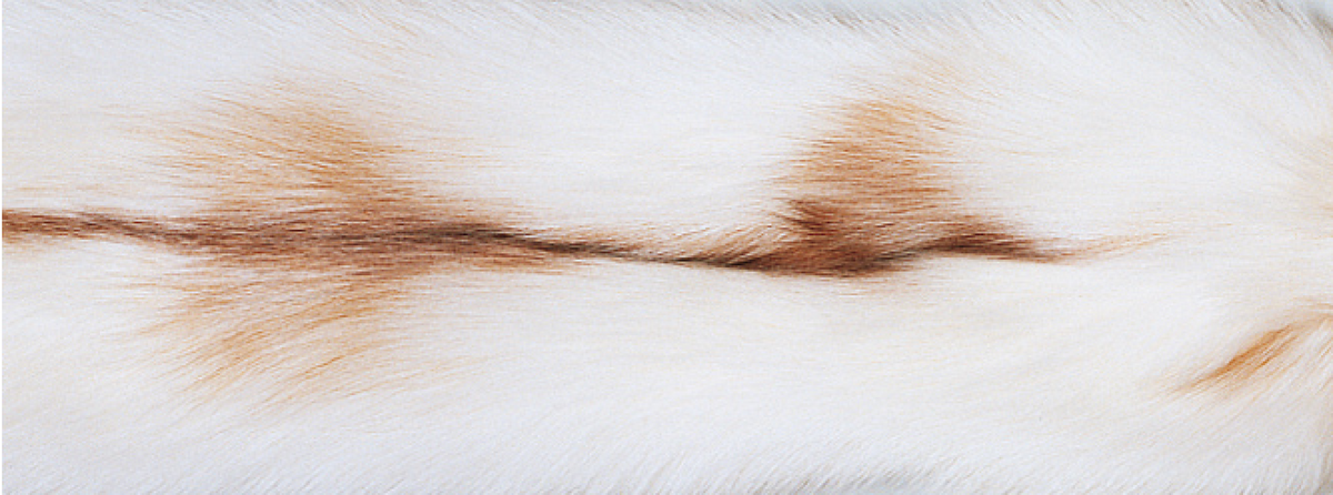 Kashmirvilla-viltti ketunturkisreunuksella Sun Glow Fox/Beige
